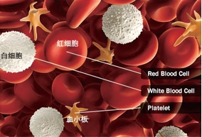 What Are Platelets